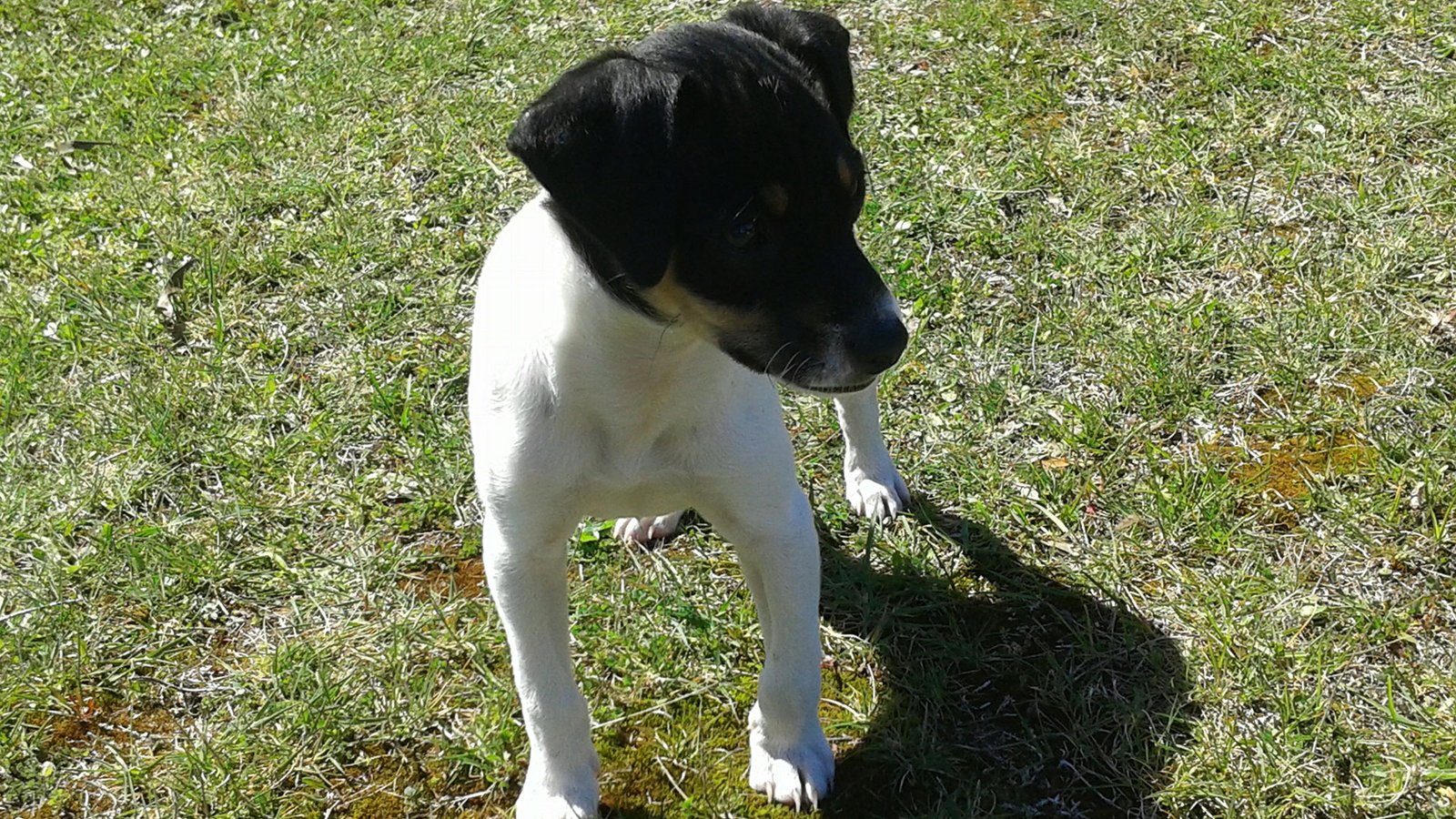 TERRIER CHILENO