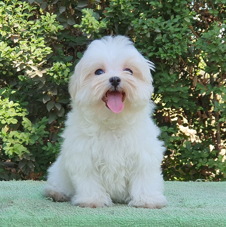 MALTES (MALTESE).
