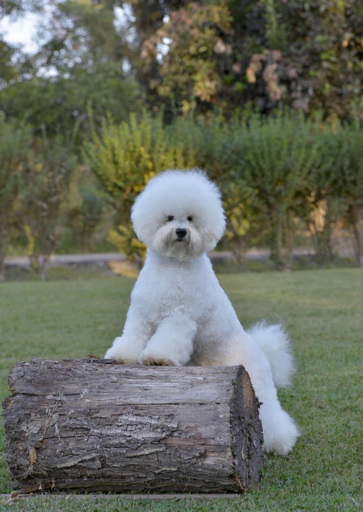 BICHON DE PELO RIZADO (BICHON FRISE)