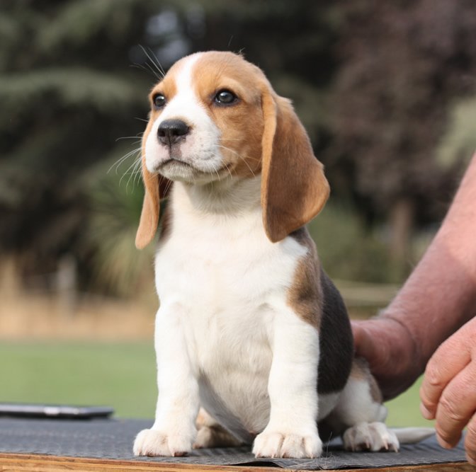 BEAGLE
