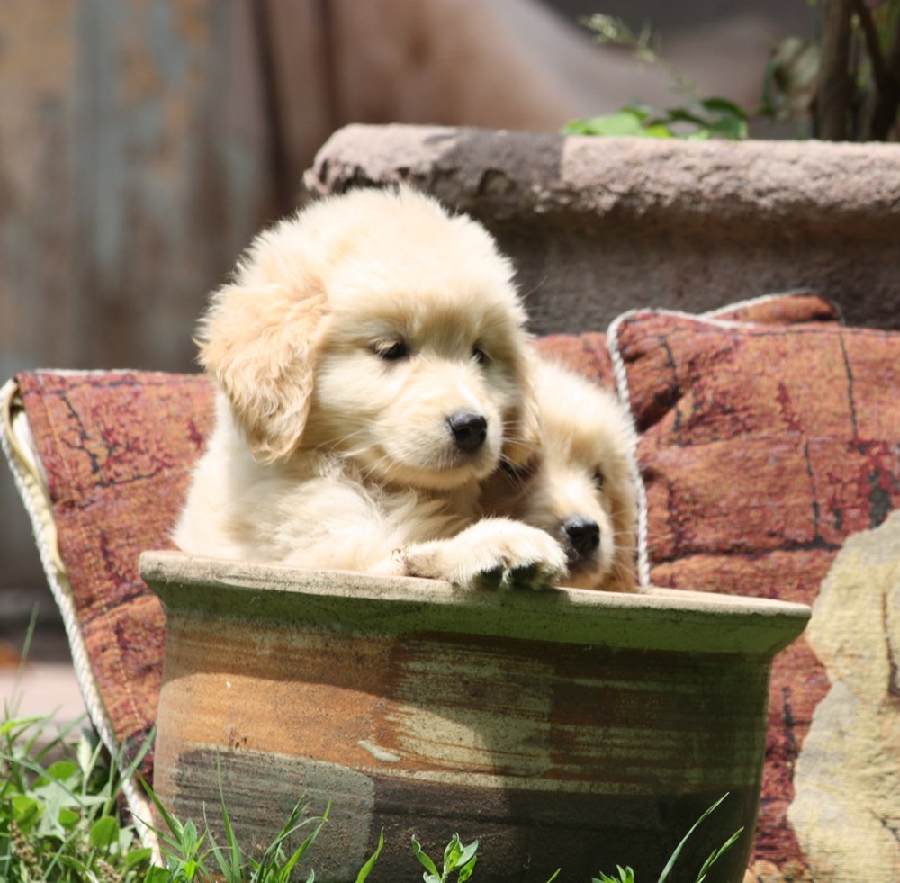 GOLDEN RETRIEVER (COBRADOR DORADO)