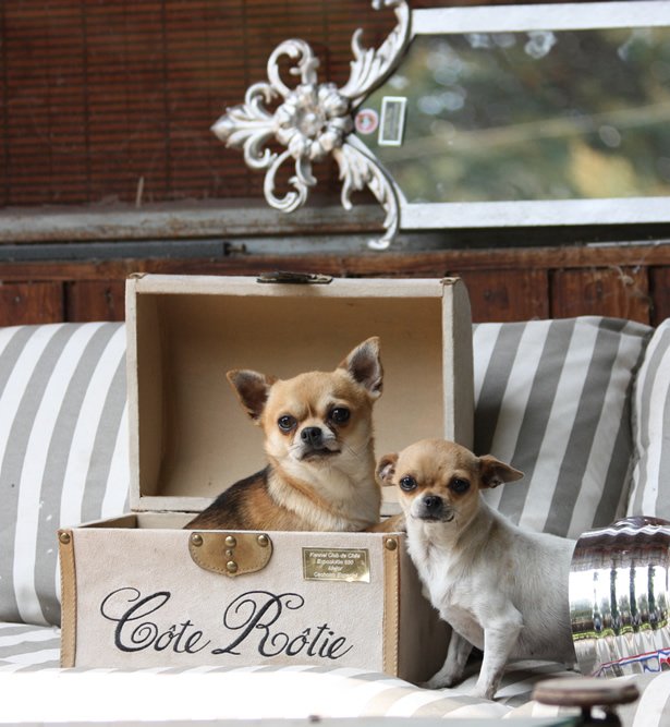 CHIHUAHUEÑO (CHIHUAHUA)