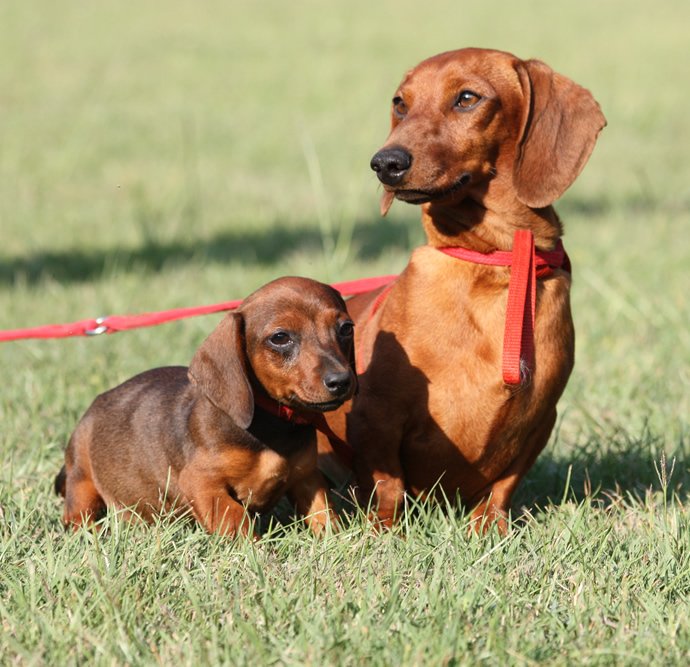 DACHSHUND (TECKEL).