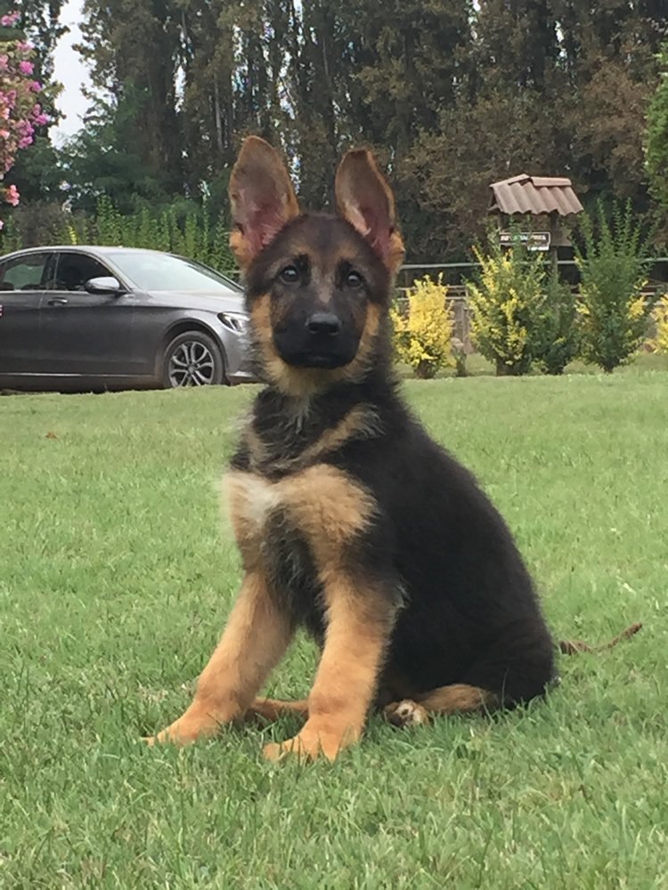 PASTOR ALEMAN (GERMAN SHEPHERD DOG)