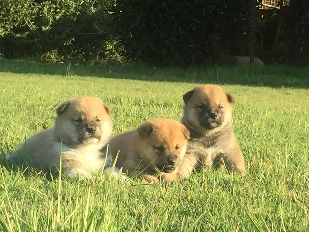 SHIBA INU