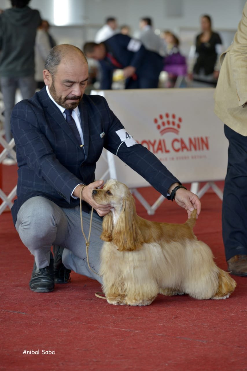 COCKER SPANIEL AMERICANO (AMERICAN COCKER SPANIEL).