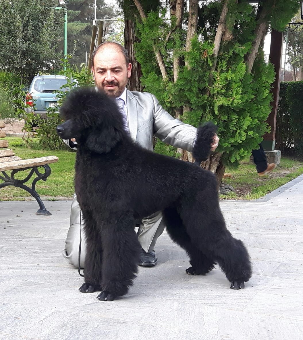 POODLE STANDAR (CANICHE)