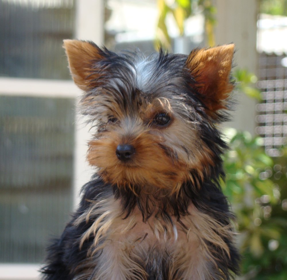 YORKSHIRE TERRIER