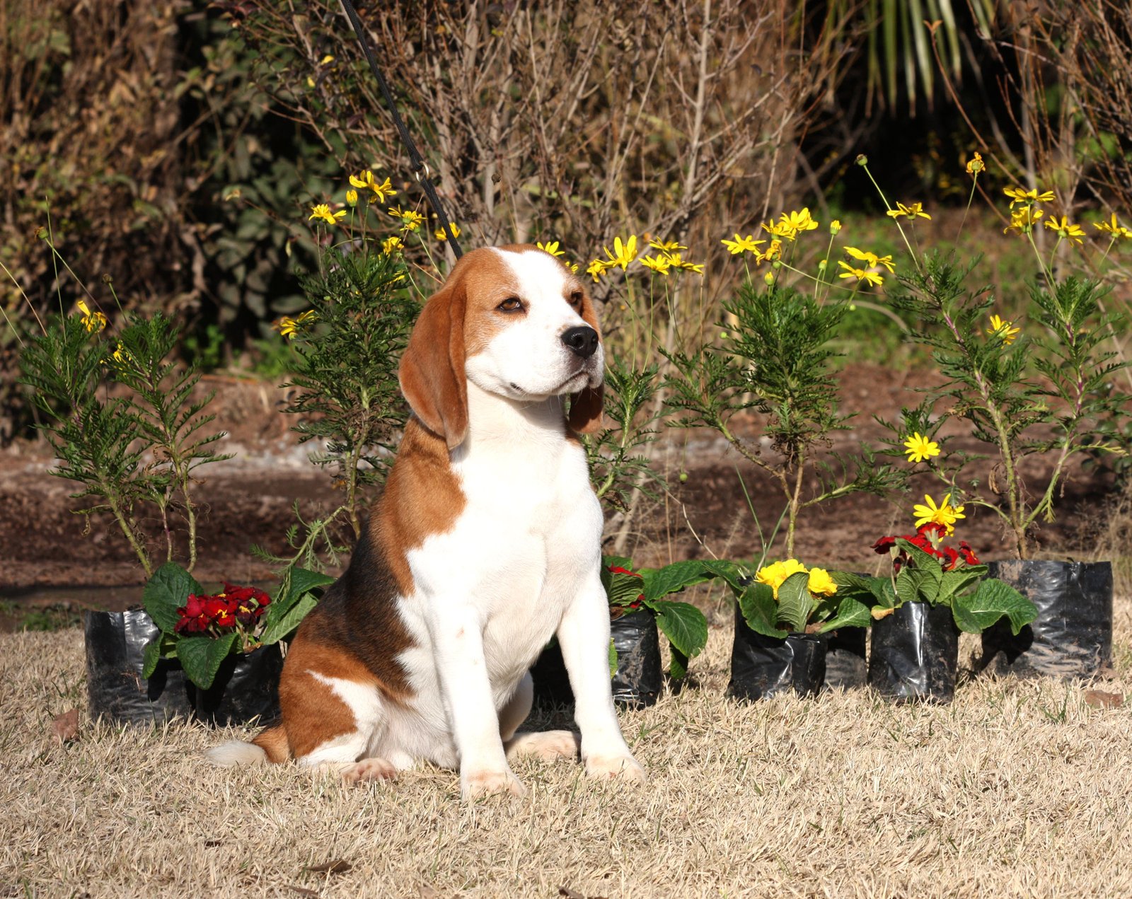Beagle