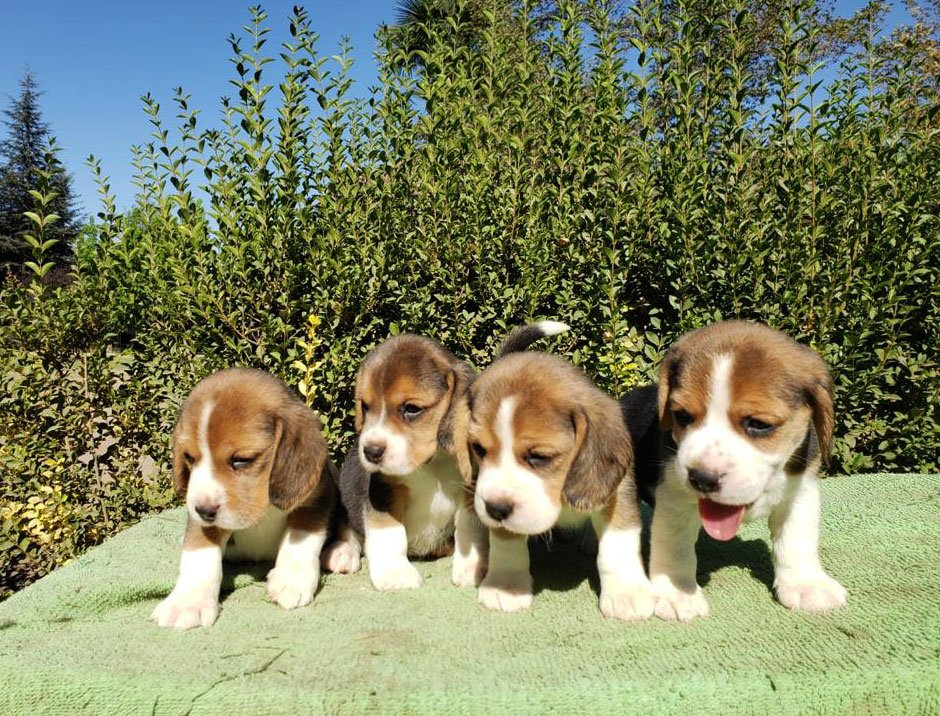 Beagle-cachorro---ok