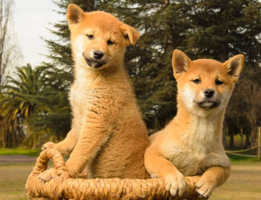 SHIBA-