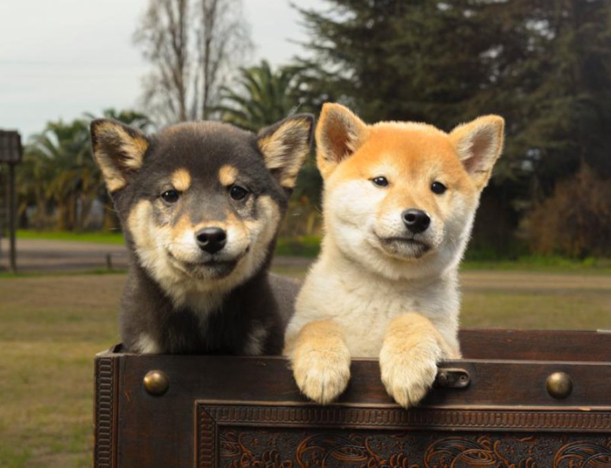 SHIBA-A